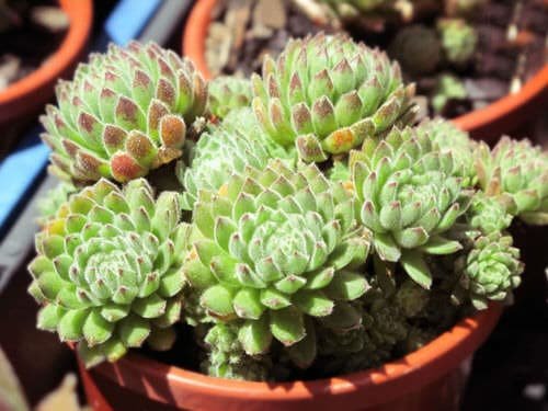 Hens and Chicks Varieties 12