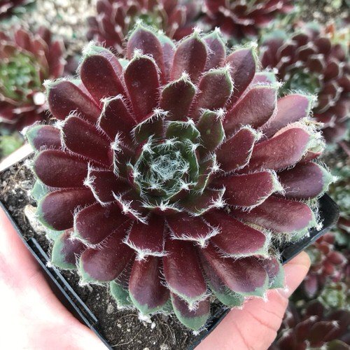 Hens and Chicks Varieties 10