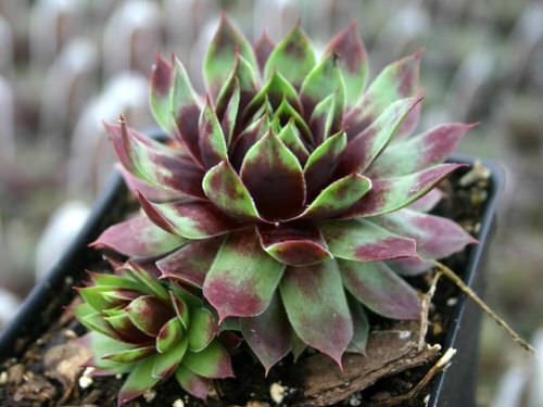  Hens and Chicks Varieties 4