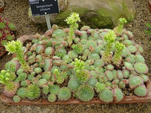 Hens and Chicks Varieties 6