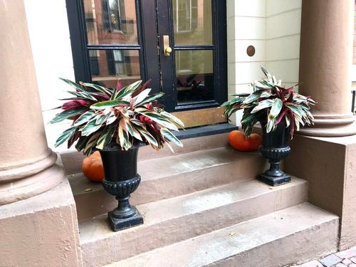 Colorful Outdoor Plants for Patio & Porch