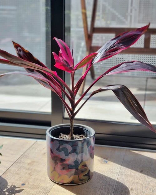 Houseplants with Red Stripes 5