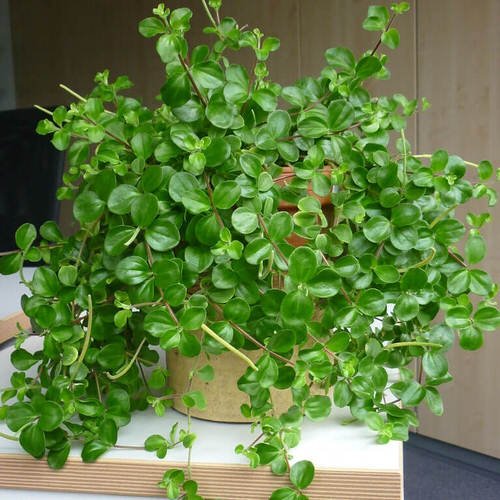 Indoor Plants with Coin-Shaped Leaves 7