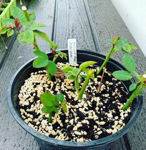 How to Grow Roses from Cuttings 2