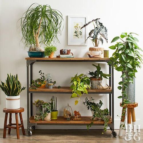 Indoor Plant Ideas for Smaller Rooms 7