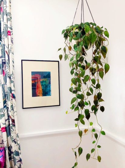 6 Best Hanging Houseplants that Won't Die Easily | Balcony Garden Web