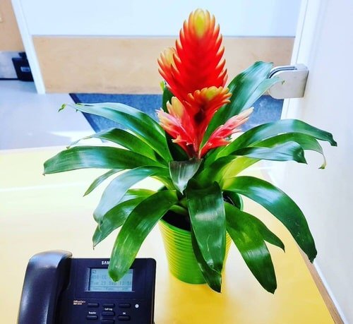 Best Bromeliads Anyone Can Grow Easily Indoors 2
