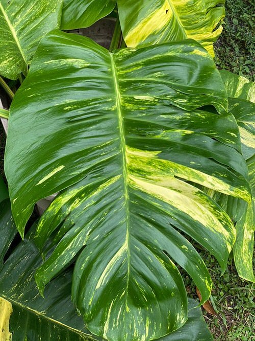 How to Get Big Leaves of Pothos Plant | 9 Tips to Get Giant Leaf Pothos