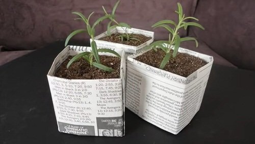 Unbelievable Things You Can Do With Newspapers in Garden