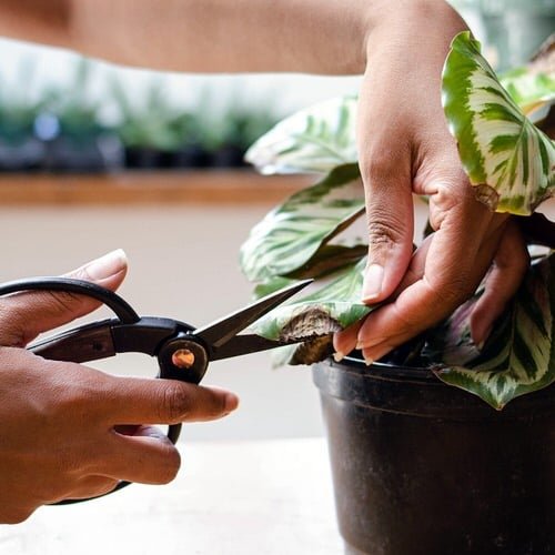 Hacks That Will Bring Back Any Dying Plant to Life