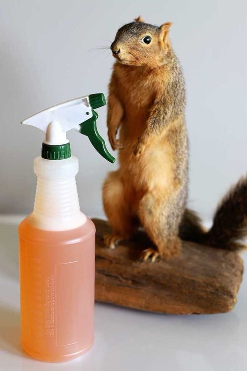  using olive oil as rat or squirrel repellent