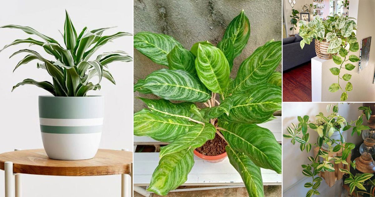 11 Beautiful Plants that Look Like Philodendron Birkin