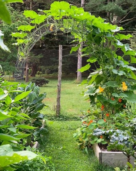 14 DIY Zucchini Trellis Ideas | Balcony Garden Web