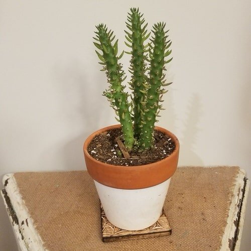 Unique & Rare Cactus 5