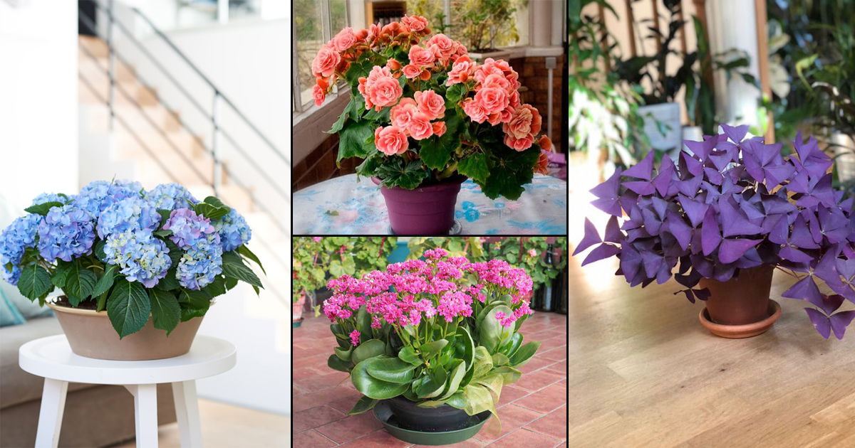 15 Indoor Plants That Are As Beautiful As Flower Bouquets