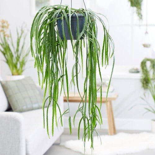 Indoor Plants to Dangle From the Ceiling