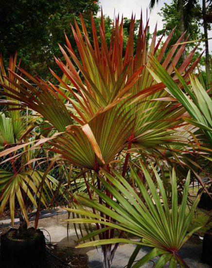 16 Best Red Tropical Plants for Growing Indoors & Outdoors