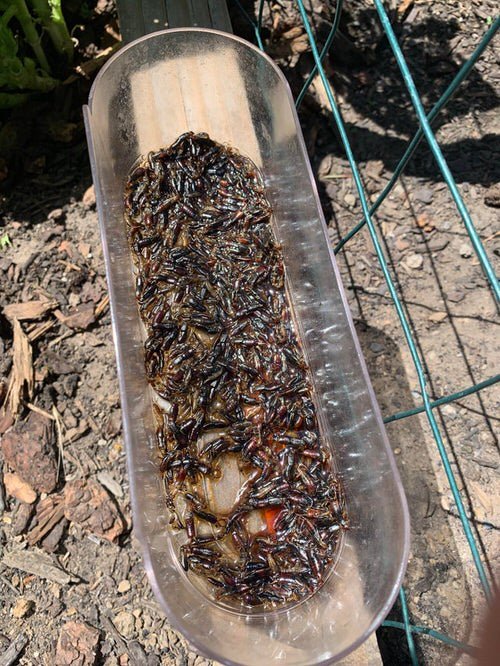 Make an Earwig Trap by using olive oil