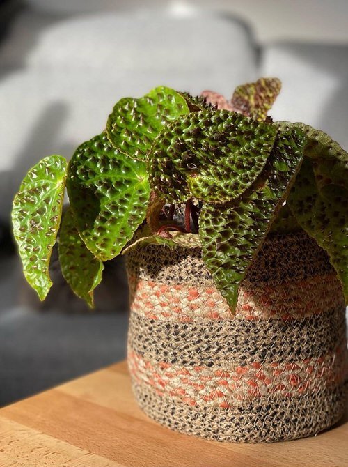 Houseplants with Most Weird and Unusual Leaves 14