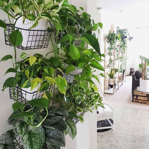 DIY Indoor Plant Wall Projects 11