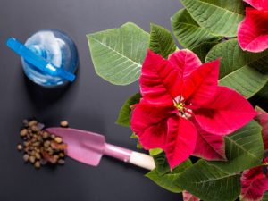 Poinsettia Care Tips & Growing Guide | How To Rebloom Poinsettias