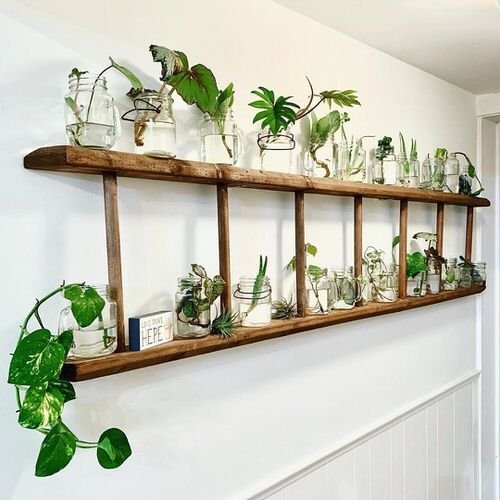 Unique Ways to Use Ladders to Display Houseplants