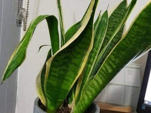 healthy Snake Plant growth 