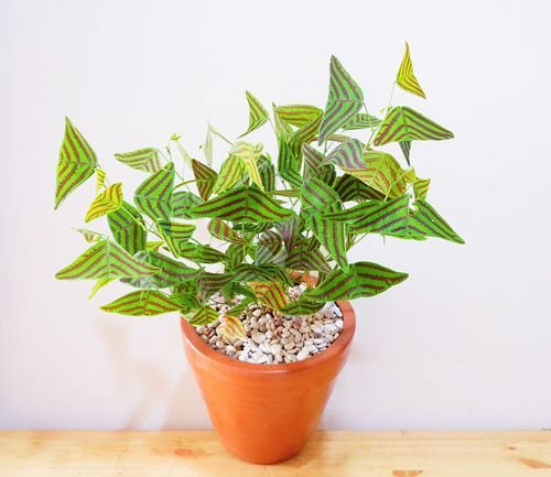 Houseplants with Most Weird and Unusual Leaves 2