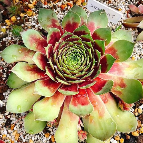 Hens and Chicks Varieties 24