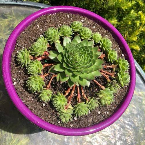 Hens and Chicks Varieties 32