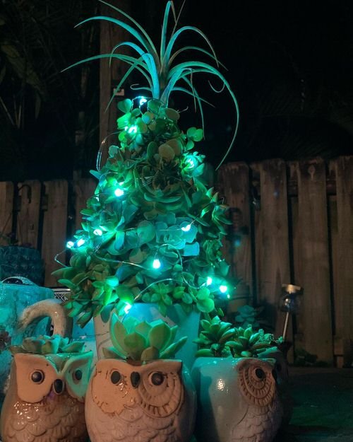 Succulents with Fairy Lights