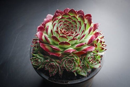 Hens and Chicks Varieties 27