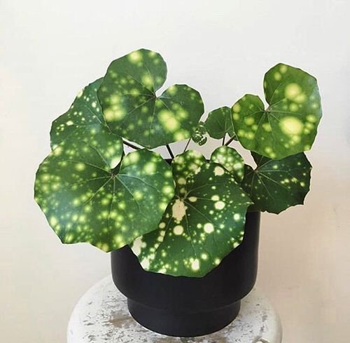 Houseplants with Most Weird and Unusual Leaves 4