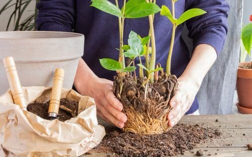 Hacks That Will Bring Back Any Dying Plant to Life 2