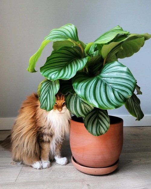 Plants that Look Like Philodendron Birkin 2