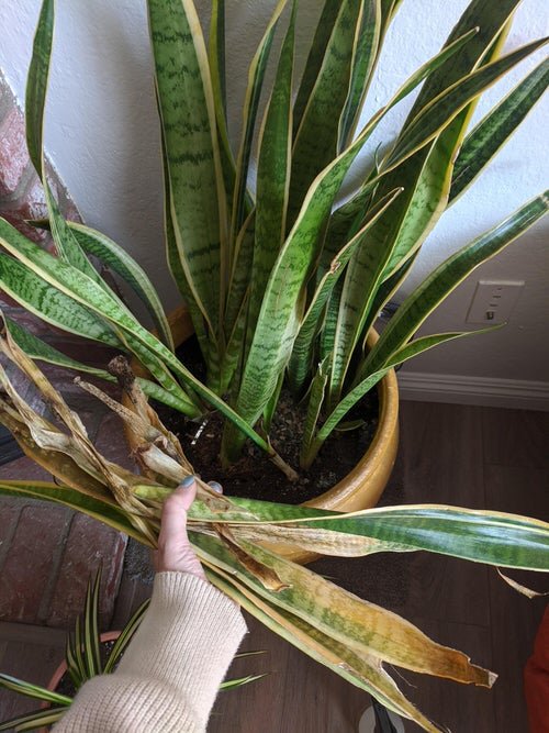 Common Snake Plant Problems and How to Fix Them 2