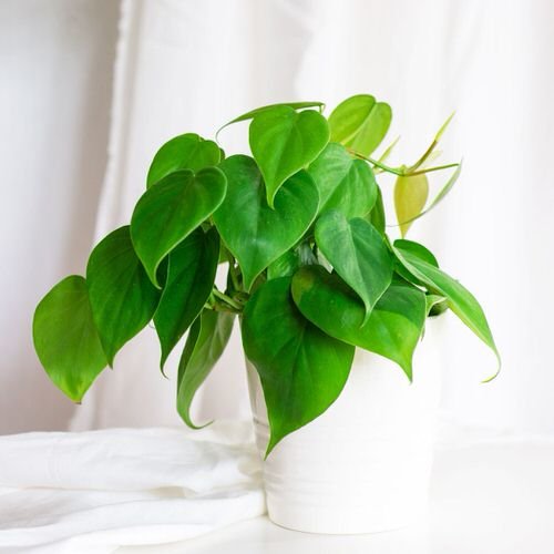 How to Make Philodendron Plants Bigger & Bushier 2