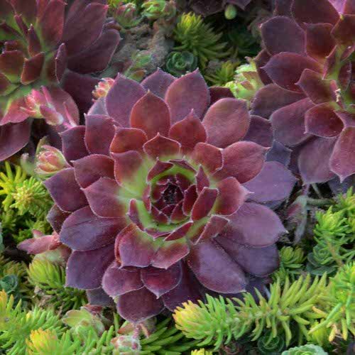 Hens and Chicks Varieties 30