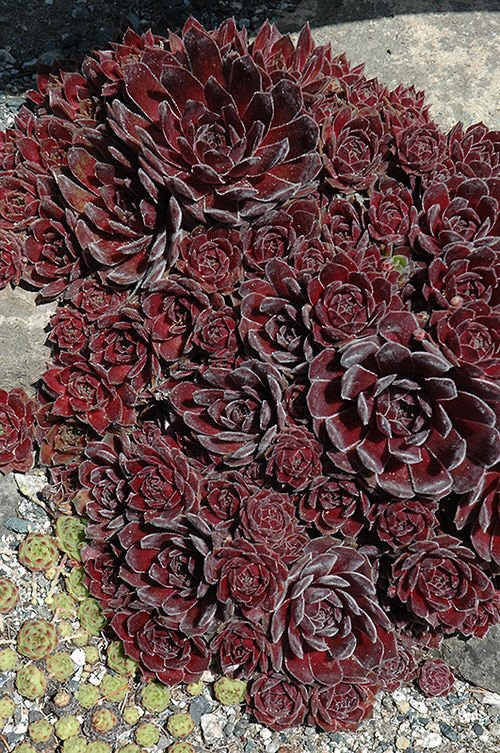 Hens and Chicks Varieties 26