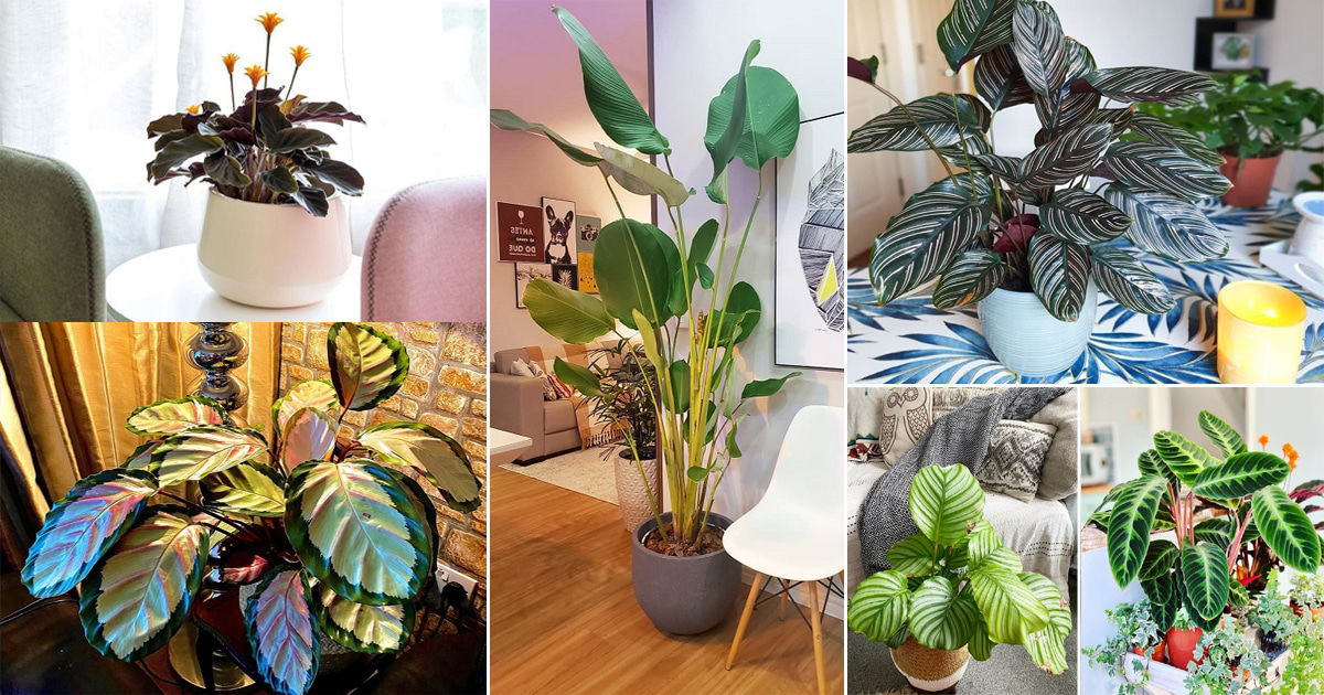 45 Fussy But Fabulous Calatheas You Need To See | Balcony Garden Web