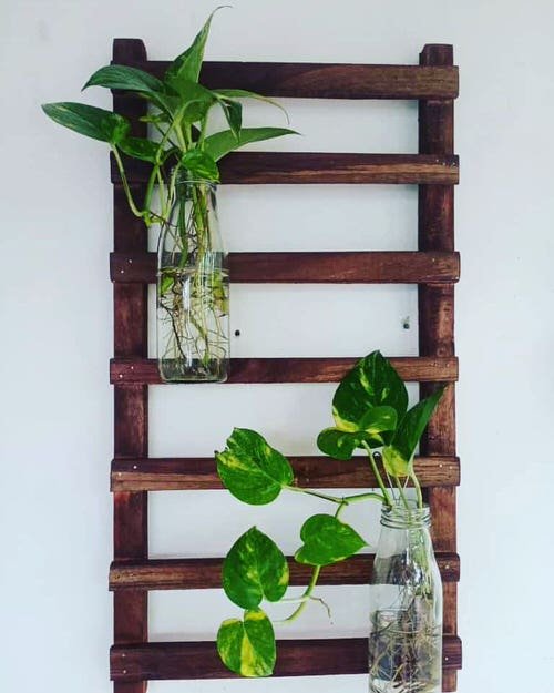 Unique Ways to Use Ladders to Display Houseplants 10