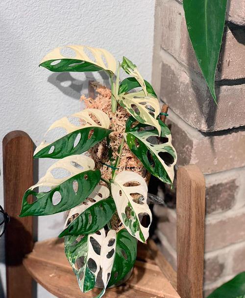 best Variegated Monstera Varieties