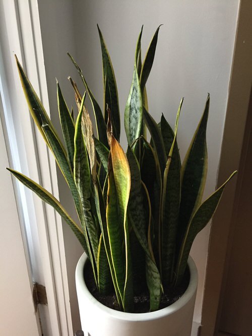 Common Snake Plant Problems and How to Fix Them 3
