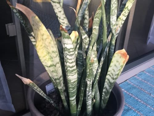 pest and deseases healthy Snake Plant