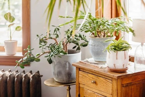 Hacks That Will Bring Back Any Dying Plant to Life 3
