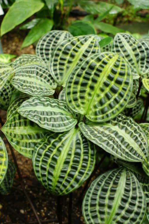Houseplants with Most Weird and Unusual Leaves 5