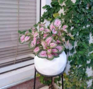 14 Types of Fake Plant Versions that Almost Look Real