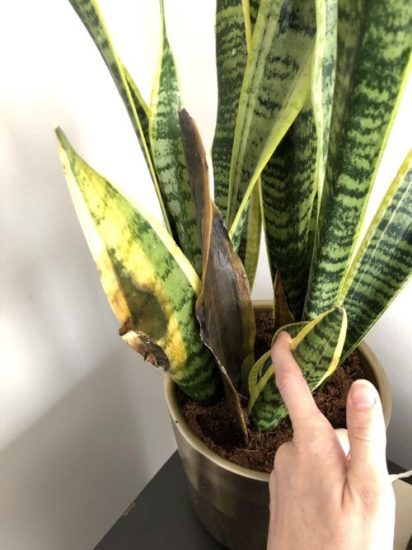 10 Common Snake Plant Problems and How to Fix Them