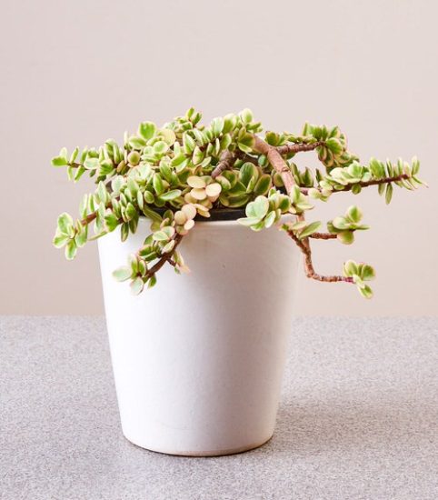 9 Best Elephant Bush Types | Portulacaria Afra Varieties