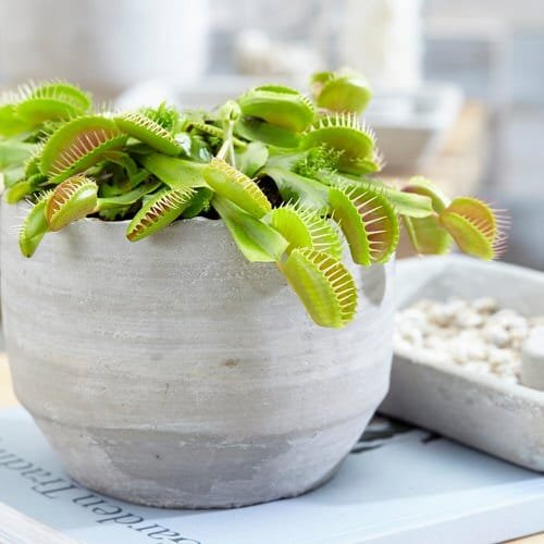 Houseplants with Most Weird and Unusual Leaves 8